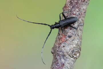 a longhorn beetle - Cerambyx scopolii