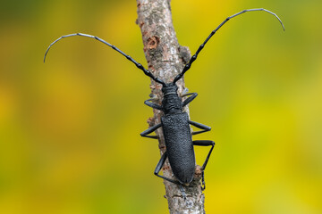 a longhorn beetle - Cerambyx scopolii