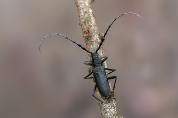 a longhorn beetle - Cerambyx scopolii