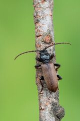 a longhorn beetle - Tetropium castaneum