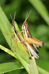 grasshoppers on the grass