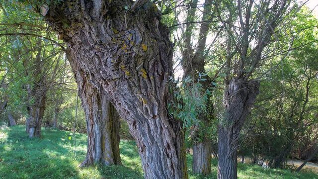 Headland poplars in the Alfambra River. Chopo Cabecero Cultural Park. Teruel region. Teruel Province, Aragon, Spain, Europe