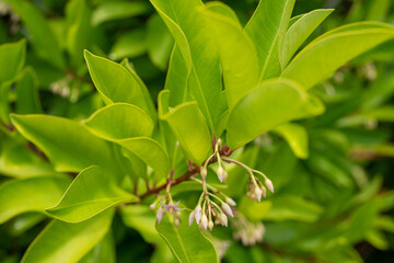 Fototapeta premium Ardisia elliptica is an evergreen tree, also known as the shoebutton ardisia, duck's eye and coralberry