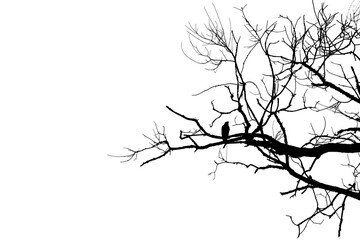Black bird crow silhouette on bare branch on white cut out isolated background. Copy space