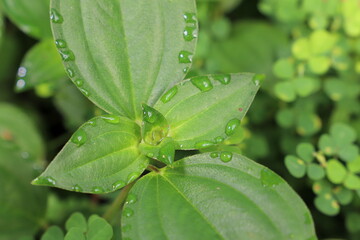 water drops on a green leaf