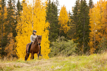 Icelandic horse in autumn season enviroment in Finland. Female rider.