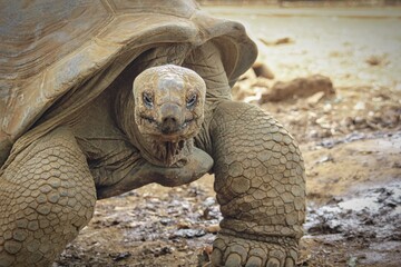 Giant turtle, Aldabrachelys gigantea, in tropical natural park sanctuary, South Africa. Aldabra giant tortoise close up.