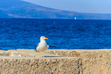 Portrait of the seagull against the Black sea