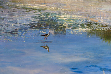 Black-winged stilt (Himantopus himantopus) on the lake