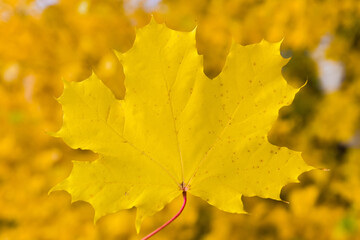 yellow autumn maple leaf on yellow background 