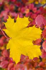 yellow maple leaf on a background of red leaves 