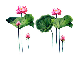  Illustration, poster of a pink Egyptian lotus. Banner water pink lily. Flower with leaves, stems, bud. Hand drawing with pencils and watercolors, isolated on a white background.