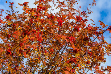 mountain ash on a background of the sky with red autumn leaves 