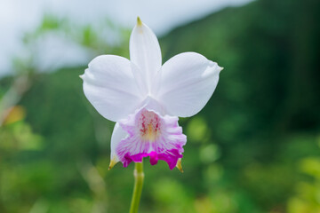 Obraz premium Arundina graminifolia is a species of orchid and the sole accepted species of the genus Arundina . It is also called bamboo orchid. Ho'omaluhia Botanical Garden Oahu Hawaii
