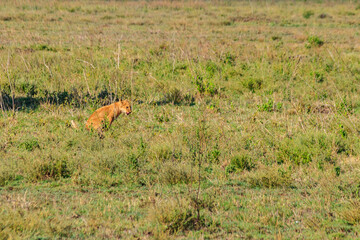 Naklejka premium Lion cub defecating in savannah in Serengeti national park, Tanzania