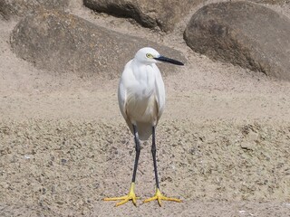 右向きなコサギ