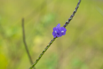 Stachytarpheta cayennensis is a species of flowering plant in the verbena family. blue snakeweed, Cayenne snakeweed, dark-blue snakeweed, bluetop, nettle-leaf porterweed, rattail, - obrazy, fototapety, plakaty