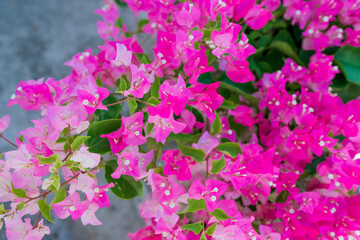 Bougainvillea glabra, the lesser bougainvillea or paperflower, is the most common species of bougainvillea used for bonsai. Honolulu Oahu Hawaii