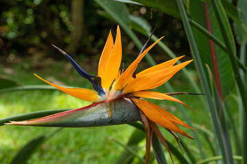 Fototapeta na wymiar Strelitzia reginae, commonly known as the crane flower, bird of paradise, or isigude in Nguni,[3] is a species of flowering plant indigenous to South Africa. 