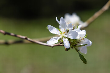 A close up image of beautiful apple flowers, blooming of the branch of a tree in a garden, on a bright sunny day, with blurry green background