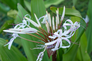Plants and flowers of Honolulu, Oahu, Hawaii. Crinum asiaticum, commonly known as poison bulb, giant crinum lily, grand crinum lily, spider lily