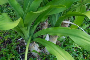 Plants and flowers of Honolulu, Oahu, Hawaii. Crinum asiaticum, commonly known as poison bulb,...