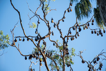 Grey-headed flying foxes hanging in a tree. Australian native animal mega bat