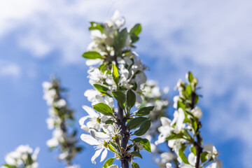 A mesmerizing view branches of an apple tree covered with white small flowers and fresh green leaves with cloudy blue sky in background.