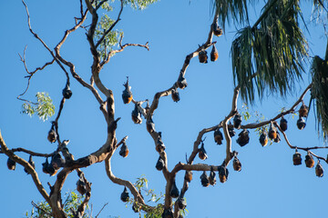 Grey-headed flying foxes hanging in a tree. Australian native animal mega bat