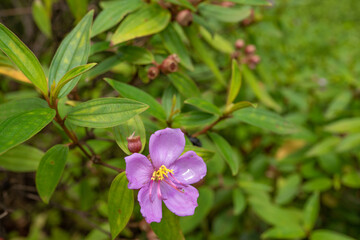 Obraz na płótnie Canvas Melastoma septemnervium are erect shrubs or small slender trees with 5 petal, medium-sized, pink flowers. Ho'omaluhia Botanical Garden 