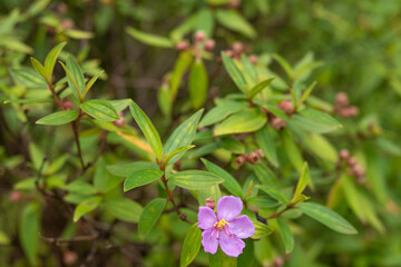 Melastoma septemnervium are erect shrubs or small slender trees with 5 petal, medium-sized, pink flowers. Ho'omaluhia Botanical Garden 