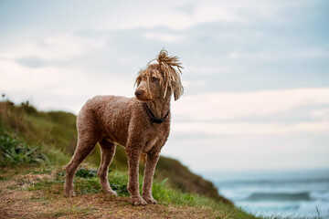 image of a funny dog with dreadlocks