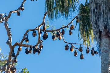 Grey-headed flying foxes hanging in a tree. Australian native animal mega bat