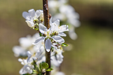 A detailed image of white apple flowers, growing on branch of a tree, with blurred background on a sunny spring day, seeds of the flowers can be seen