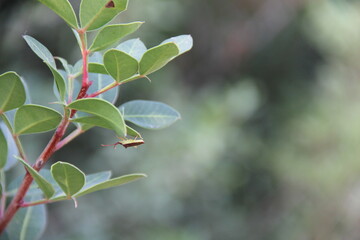 Lebanon - Debbieh - Nature
rock, forest, stone, nature, landscape, rocks, mountain, tree, trees, park, creek, woods, stones, brook, grass, wood, summer