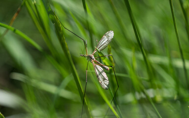 A nasty mosquito closeup at spring in saarland