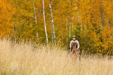 Icelandic horse in autumn season enviroment in Finland. Female rider.