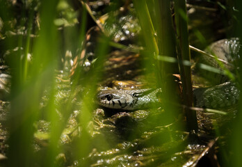 Watching a grass snake through gras at spring in saarland