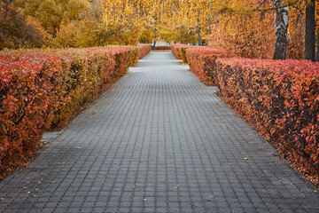 Autumn mood. Autumn is in town. Yellow and red autumn leaves.