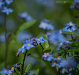 Blue forgetmenot flowers closeup at spring in saarland