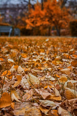 Autumn mood. Autumn is in town. Yellow and red autumn leaves.
