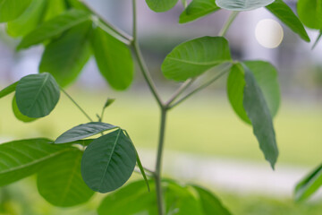 Crotalaria spectabilis, the showy rattlebox or showy rattlepod, is a species of flowering plant in the pea family Fabaceae. It is native to the Indian Subcontinent, southern China, and Southeast Asia.