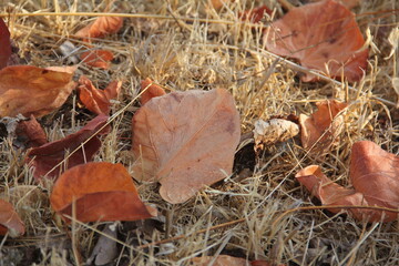 Lebanon - Debbieh - Nature
rock, forest, stone, nature, landscape, rocks, mountain, tree, trees, park, creek, woods, stones, brook, grass, wood, summer
