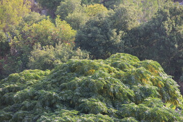 Lebanon - Debbieh - Nature
rock, forest, stone, nature, landscape, rocks, mountain, tree, trees, park, creek, woods, stones, brook, grass, wood, summer