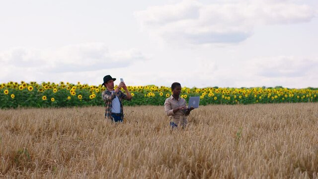 Attractive family farmers man and woman multiracial they analysing the result of ears wheat female holding the laptop to take some information about the harvest while man taking some pictures in the