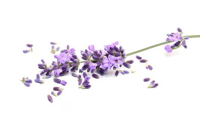 Fresh lavender with scattered purple flower isolated on white background
