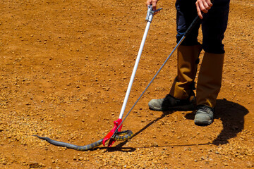 Snake Handling in the Outback