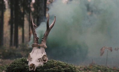 Animal skull on the background of a forest with smoke. A ritual in the forest with an animal's head.