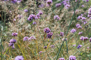Verbena bonariensis and grass