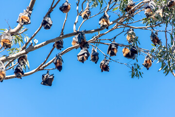 Grey-headed flying foxes hanging in a tree. Australian native animal mega bat
